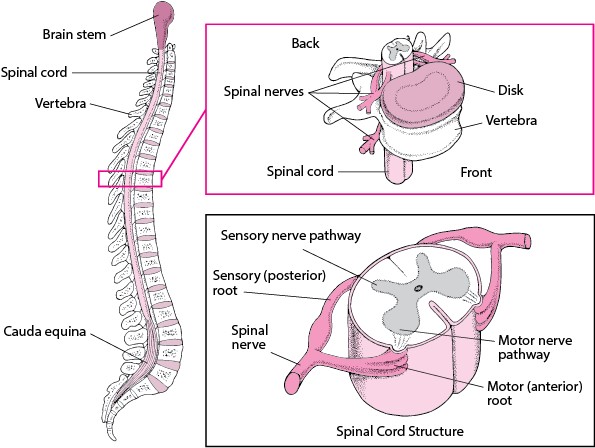Spinal1